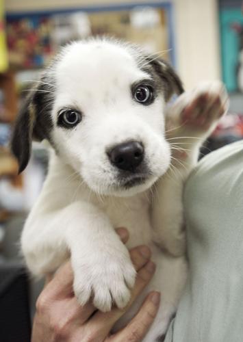 2nd Annual Meow & Mutt Mingle