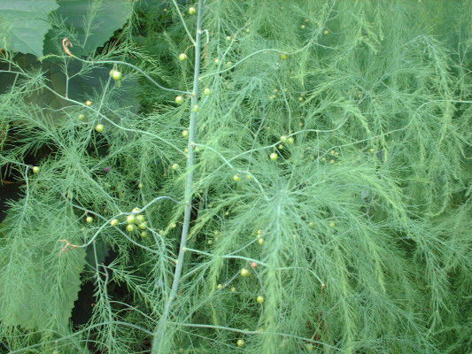 Fresh-grown Asparagus