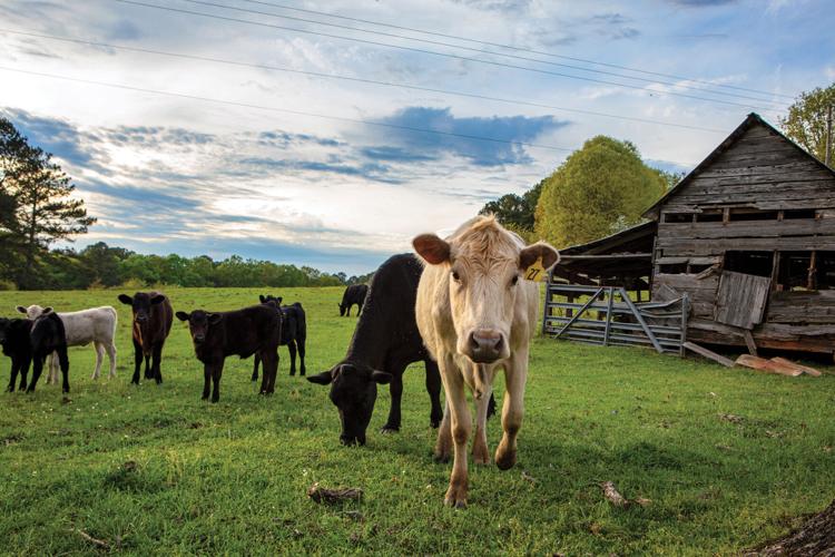 Alex City native captures beauty of area in Times photo essay
