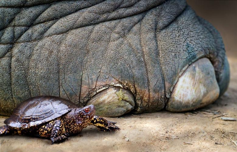 Cavemen hunted turtles – but not for food, suggests new research
