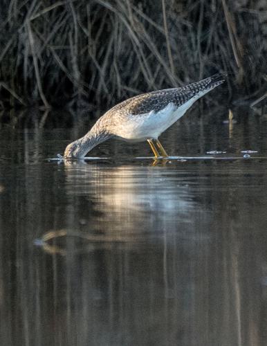 Greater Yellowlegs
