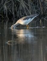 Greater Yellowlegs