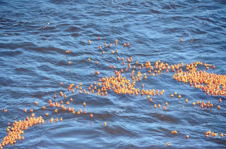 Duck proves lucky for Montgomery man, Rotarians