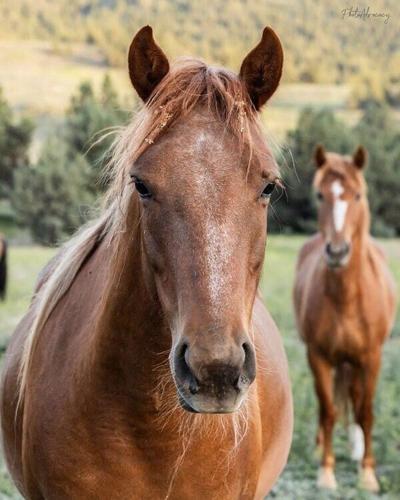 Rapunzel and Xanadu at Skydog Sanctuary, rescued from the BLM sales-to-slaughter pipeline