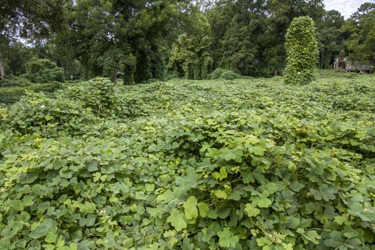 When Kudzu Was King