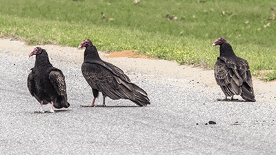 Turkey Vultures