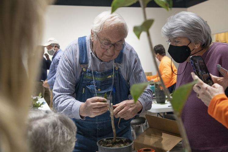 PHOTOS: Camellia grafting workshop