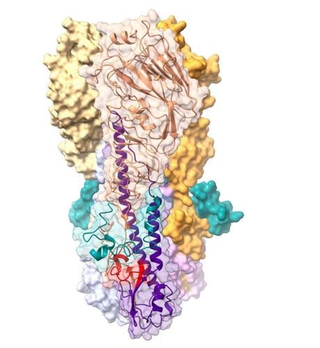 Protein found in sweat, saliva and tears may explain why some people never get flu