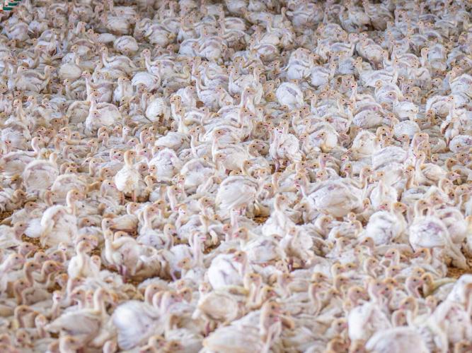 poultry_featured