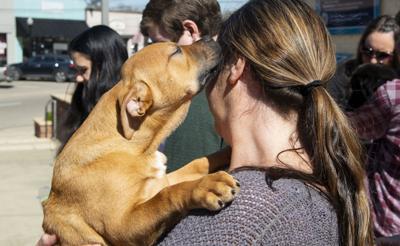 It all started with dogs