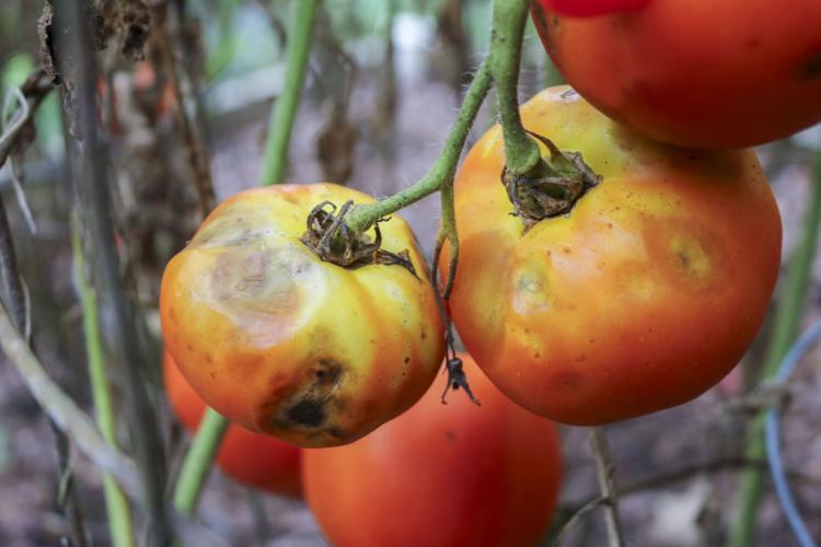 25 Years of Gardening Questions
