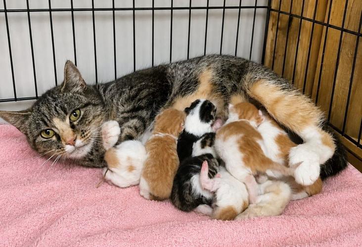 A rare kitten has been born with two noses and two mouths