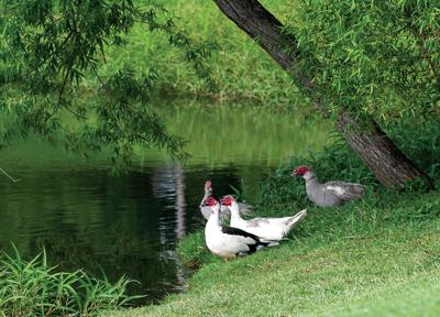 Duck abuse defendants granted youthful offender status
