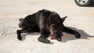 Tallapoosa Man cries wolf after hitting 80-pound animal on U.S. Hwy. 280