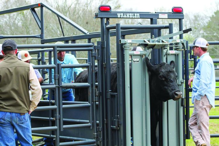 Local cattlemen’s association hosts AI class