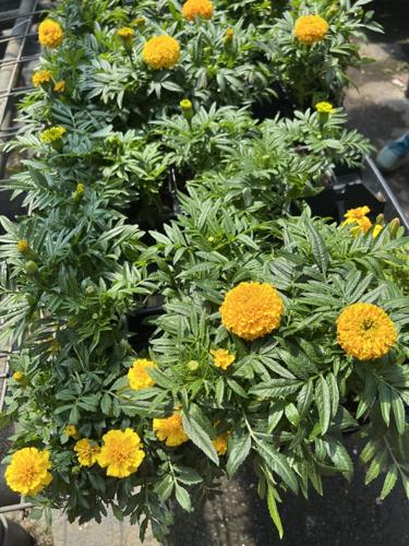 Marigolds