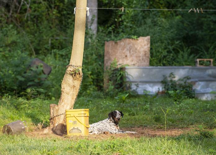 16 cats, 14 dogs, 3 pigs, 1 duck seized in Dadeville animal cruelty case