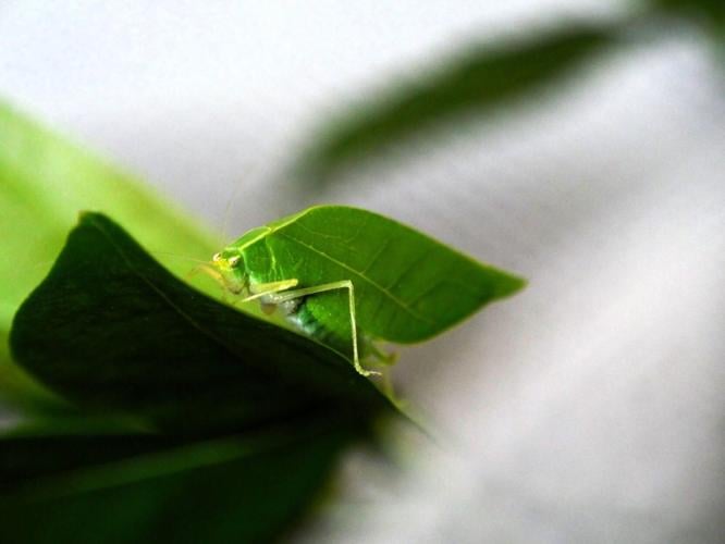 Male insect uses its leaf-like camouflage to attract mates
