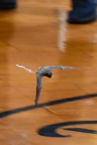 PERSONAL FOUL: Bat disrupts Lady Tigers' game against LaFayette