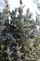 A close-up of a boxwood bush covered in frost. Atmospheric winter background.