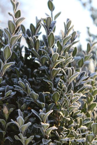 A close-up of a boxwood bush covered in frost. Atmospheric winter background.
