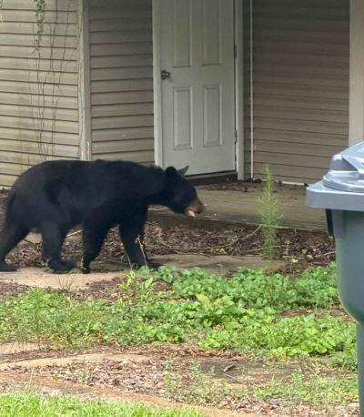 062726 bear sighting.jpg