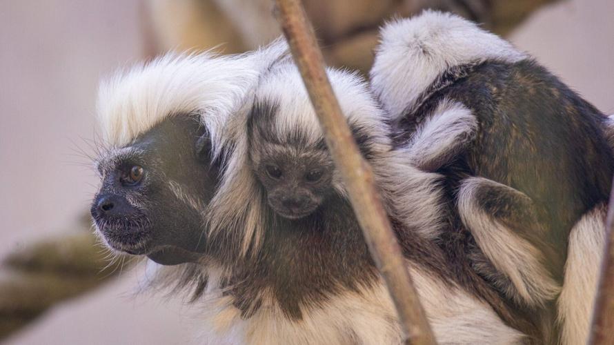 UK zoo celebrates three new primate births in bid to save species from extinction