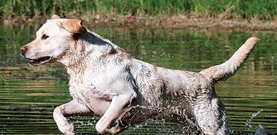 Share best sporting dog photos in new contest