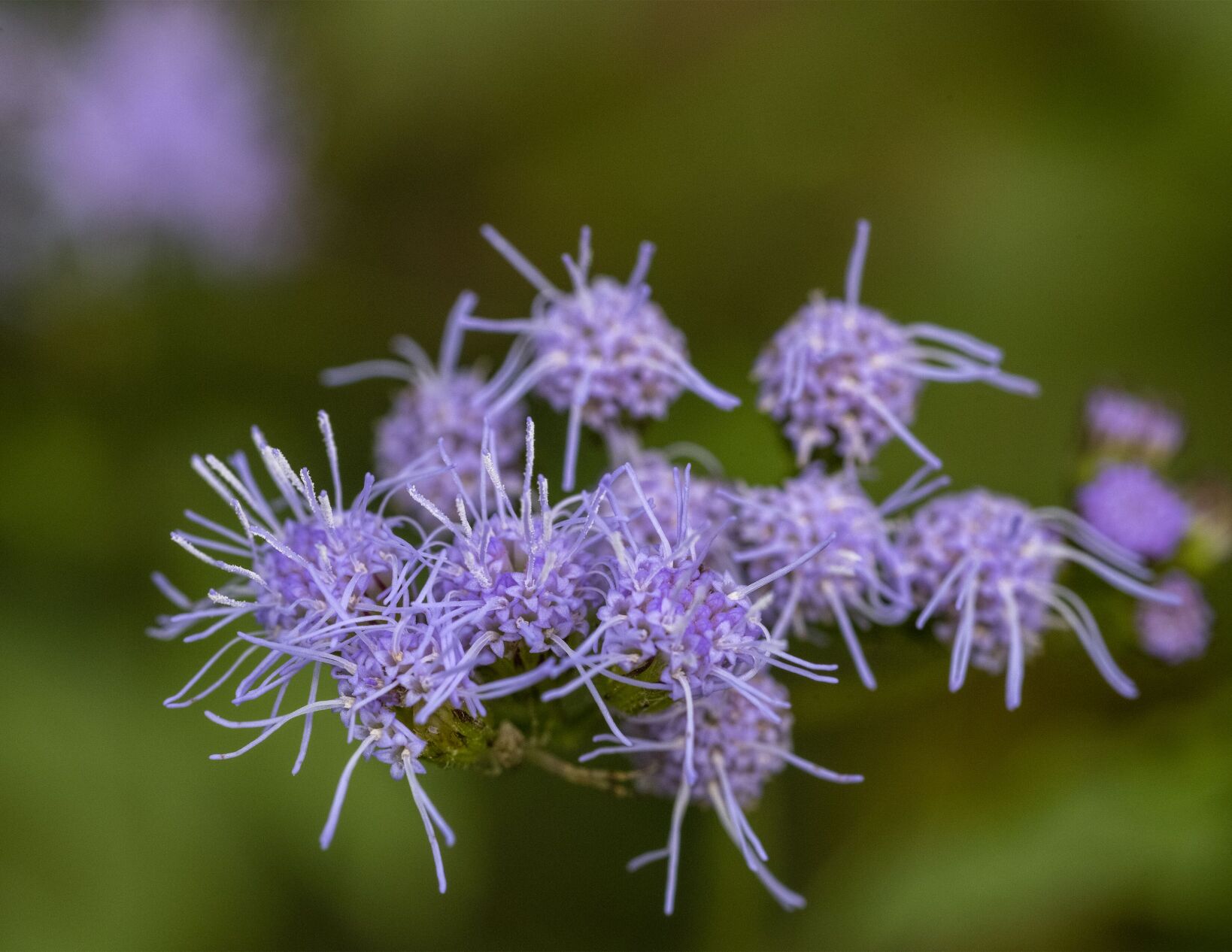 Blue Mistflower