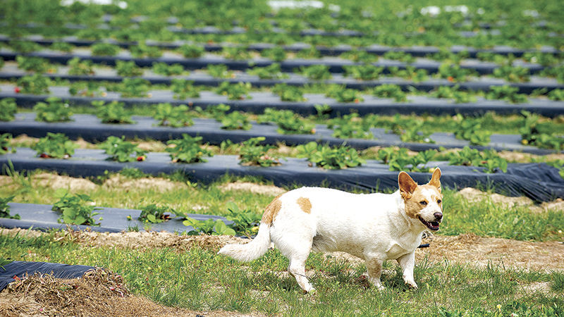 Strawberries will soon be plentiful at Oakview Farms