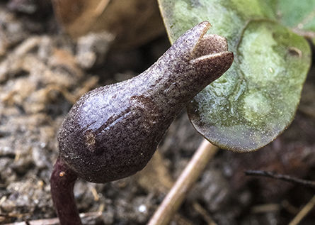 Heartleaf or Little Brown Jug or Wild Ginger