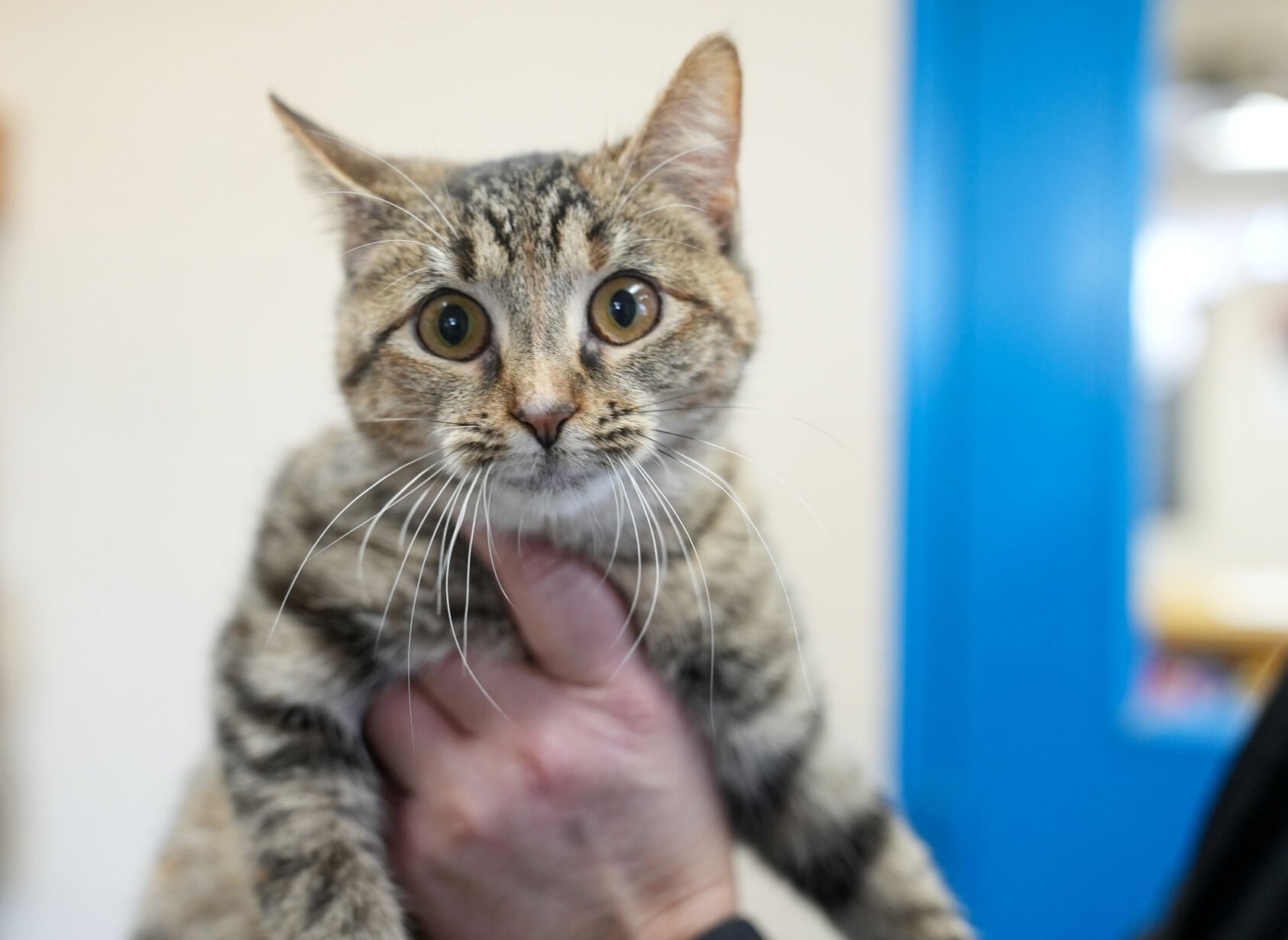 Adorable Pets for Adoption at Lake Martin Humane Society