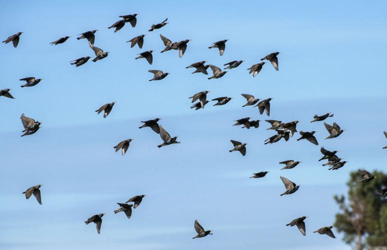 Starlings