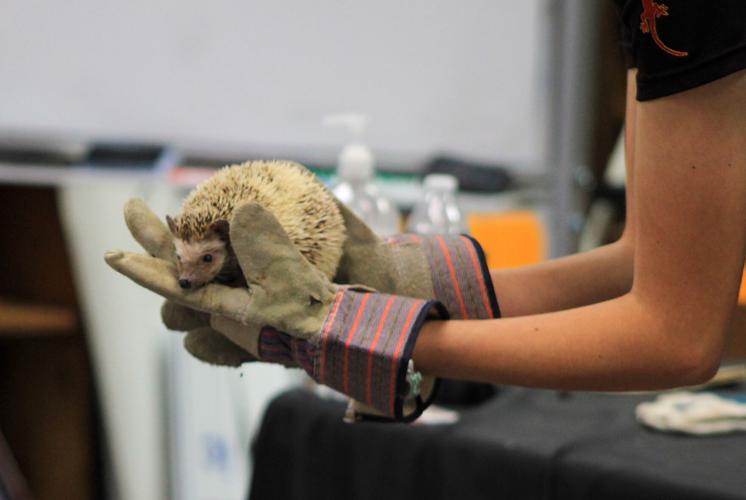 PHOTOS: Animal Tales comes to Dadeville's library