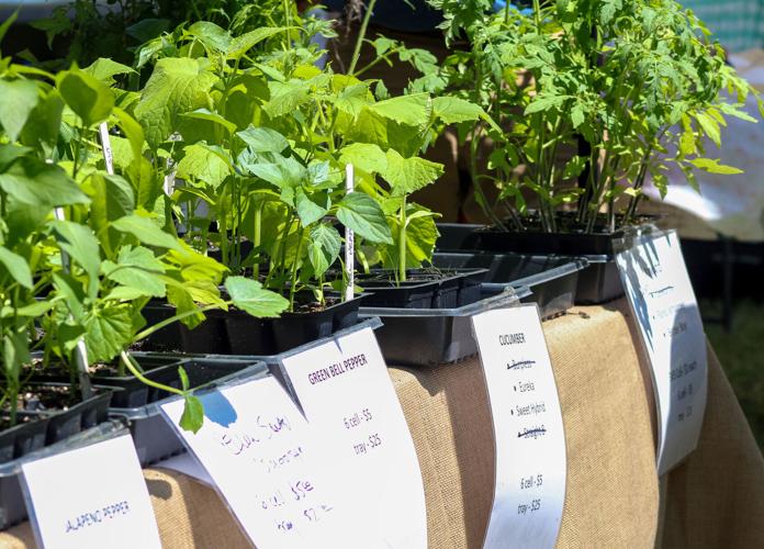 PHOTOS: Plants in the Park