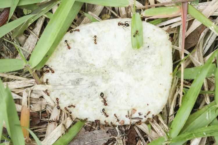 Winning the battle, not the war, against fire ants