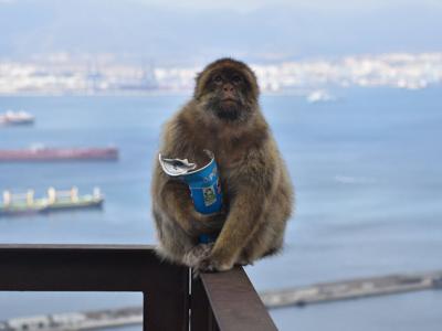 monkeyjunkfood_featured