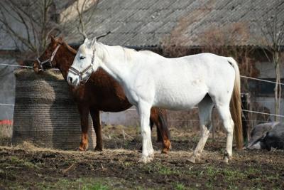 Could Wetumpka Host Alabama’s Next Great Horse Racing Event?