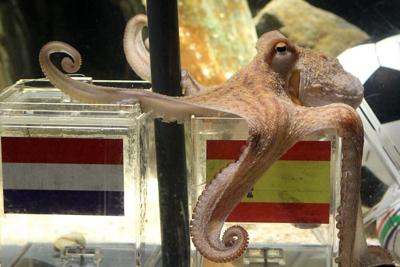 Paul the Octopus opted for Spain against the Netherlands in 2010. But how do his predictive skills compare to machine learning?