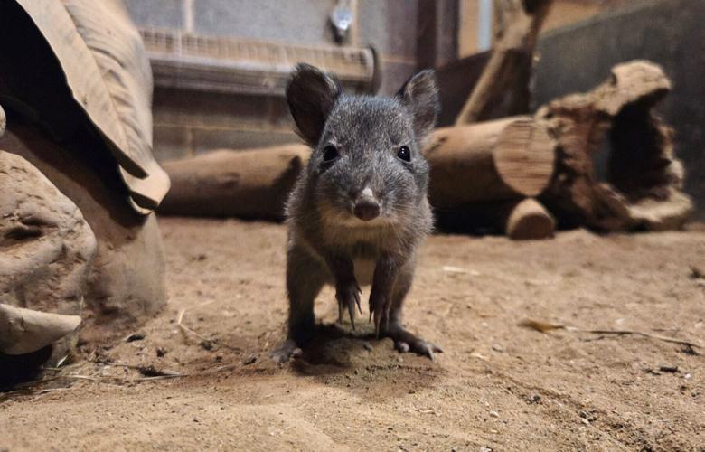 Two rare new arrivals in time for Mother’s Day at family-run farm
