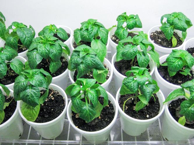 Starting Veggie Seeds