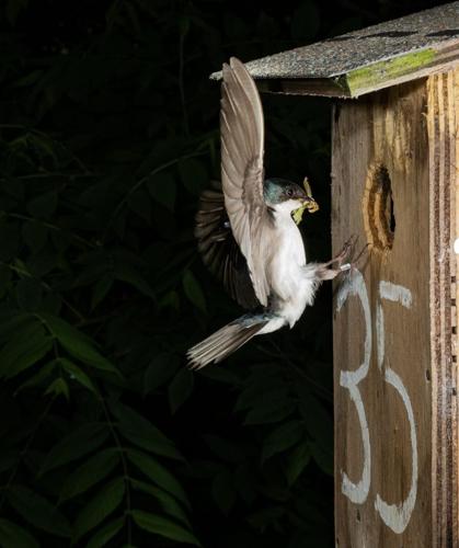 Plummeting insect numbers have resulted in smaller wild birds that reproduce less