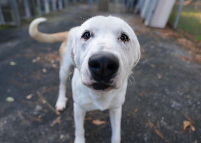 Adorable Pets for Adoption at Lake Martin Humane Society