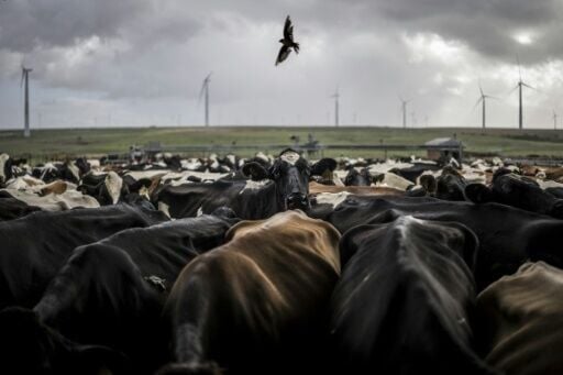 South Africa's Eastern Cape has been swept by panicsince an outbreak of highly contagious foot-and-mouth disease