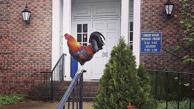 Rooster is an open book about its love of the Wetumpka library