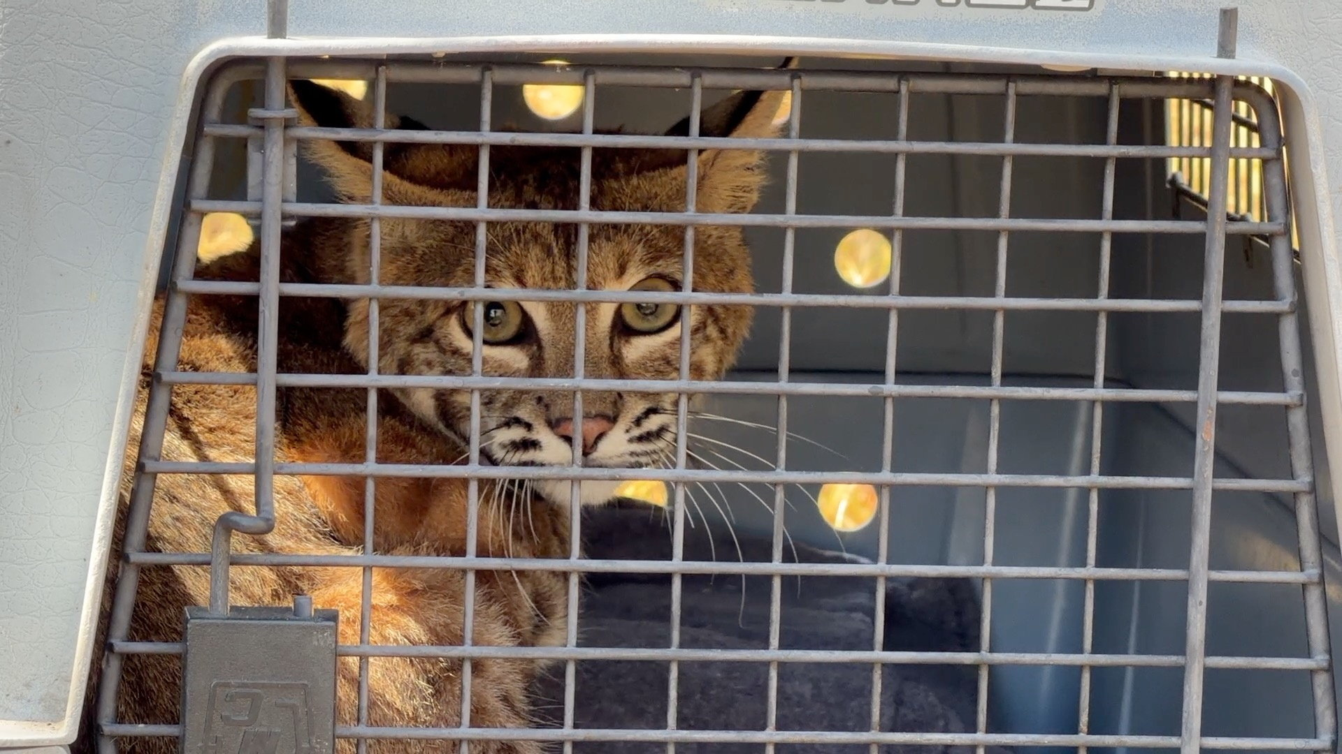 4 Pi R2 Bobcat returns to wild after being severely burned in California fire ...
