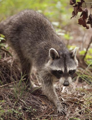 Wildlife @ the Lake House