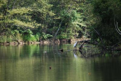 ADEM promises improved oversight of 'Treasured' waters