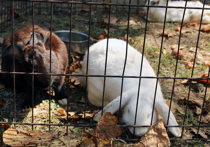 PHOTOS: Oktoberfest kicks off in Alexander City