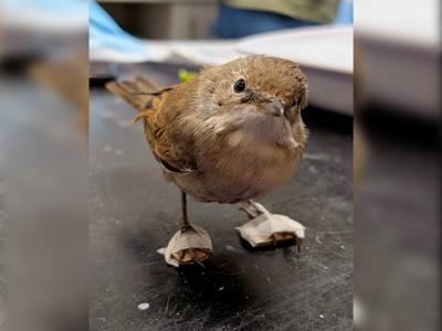sandalbird_featured